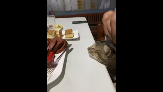 Cat caught staring at food on the table in Manila, Philippines