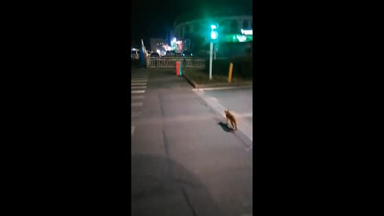Smart cat waits for green light to cross street in Xinjiang, China