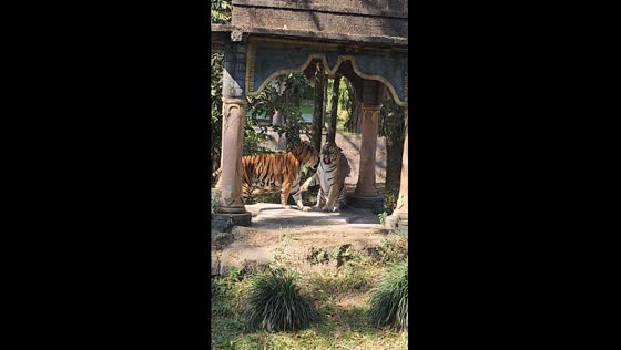 Territorial clash: Bengal tigers battle at Taman Safari Prigen