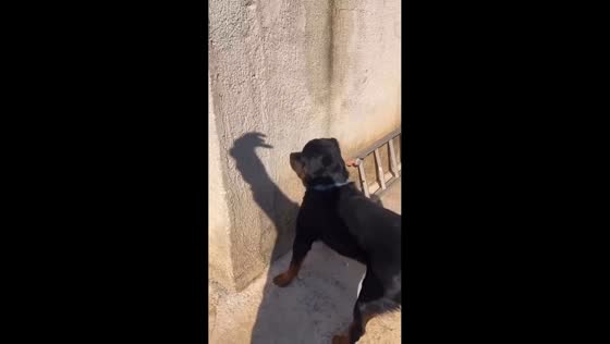 Black dog playfully chases shadow in Hunan, China