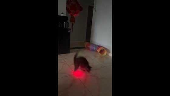 Cat hilariously reacts to an animal-shaped laser light in Shanxi, China