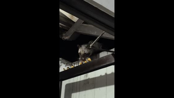 Wild civet sneaks in through ceiling to find food in Semarang, Indonesia