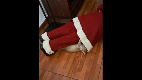 Santa Claus figure falls on cat in Santiago