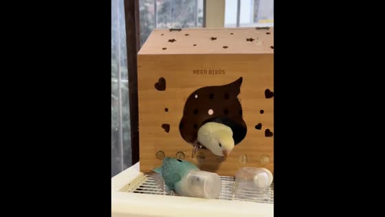 Playful lovebird frees itself from plastic cup in Yunnan, China