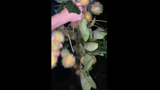 Late-night rambutan picking turns hilarious in Southeast Sulawesi