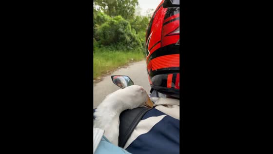 Sleepy duck enjoys a peaceful holiday ride in Riau, Indonesia