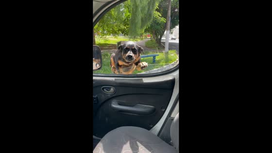 Dog jumps through car window to greet owner in Americana, São Paulo, Brazil