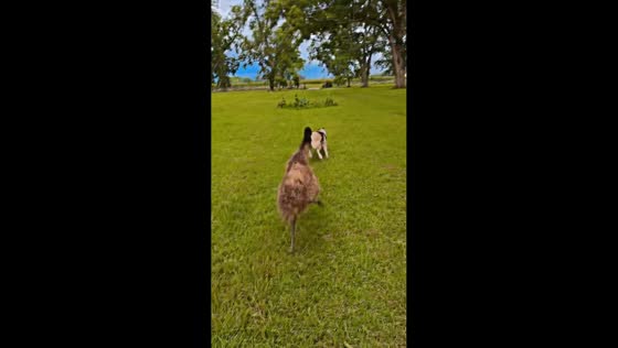 Emu and dog share playful chase in Walterboro, South Carolina