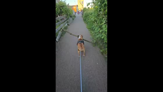 Dog figures out how to carry large stick through gate in Nottingham, England, UK