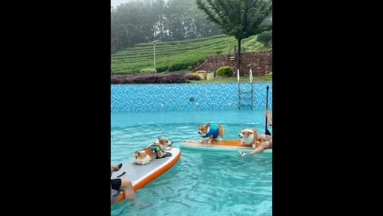 Corgis jump between SUP boards in Anhui, China