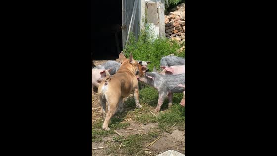 Dog Bucks plays with pigs for the first time in Horodok, Lviv
