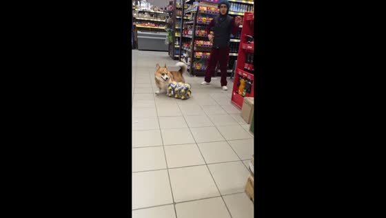Corgi pulls entire pack of kvass during shopping trip in Podolsk, Moscow, Russia