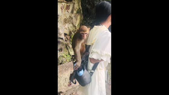 Monkey climbs onto girl’s head during playful encounter in Guizhou, China