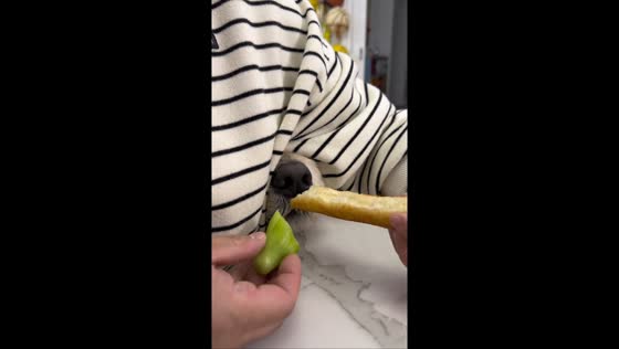 Clever dog refuses to eat vegetables in Australia