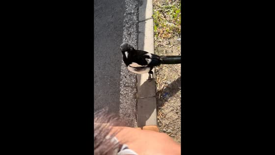Aggressive magpie chases person in parking lot in Xinjiang, China