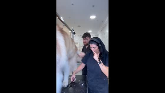 Malamute accidentally strikes groomer during grooming session in Birmingham, UK