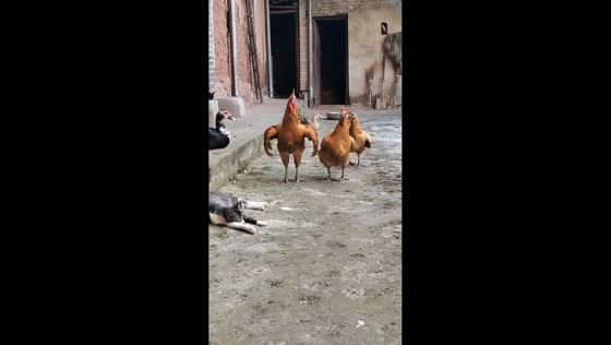 Rooster strikes a funny pose in front of a house in Chongqing, China