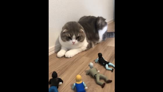 Cat Negi Scottish Fold breed surrounded by toy soldiers!