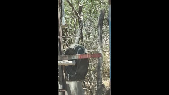 Iguana makes a vehicle wheel spin in La Paz, Baja California Sur, Mexico