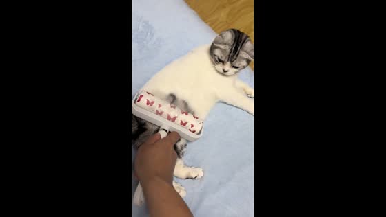 Cat fur sticks to roller during grooming moment at home in Jiangsu, China