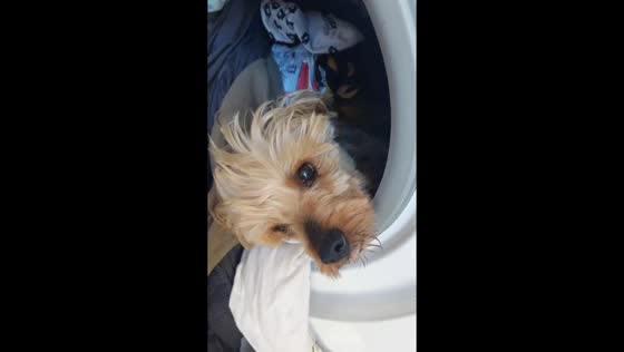 Dog caught sleeping in washing machine full of clothes
