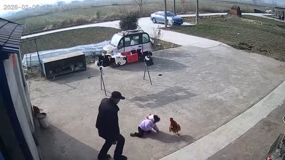 Rooster chases girl during outdoor play in Zhejiang, China