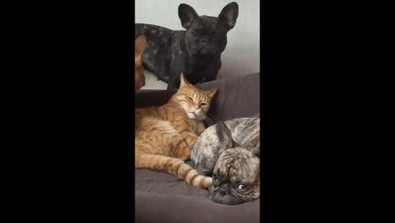French Bulldogs keep waking sleepy cat with playful barking in Georgia