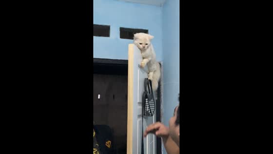 White cat rescued after getting stuck on top of a door in Palu, Indonesia