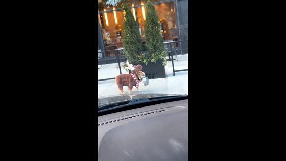 American bulldog dressed as reindeer delights in Chicago, Illinois, USA
