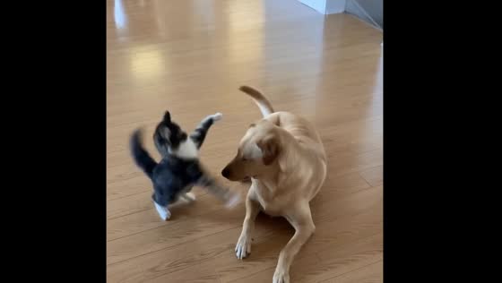 Hilarious Video of Kitten Annoying a Dog Goes Viral - Winchester, Canada
