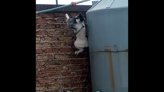 Cat attempts to catch pigeon in Dock Sud, Argentina