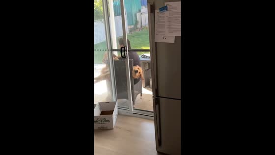Golden retriever puppy stays calm during nail trimming in Wollongong, Australia