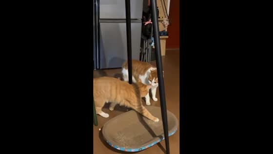 Cat suddenly slides to snatch tray in Shandong, China