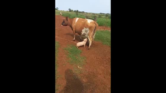 Cow nurses piglets without resistance in Paraguay