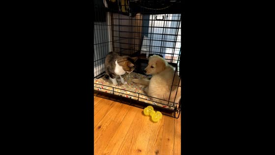 Playful bed battle between a cat and a puppy in Franklin, Wisconsin, USA