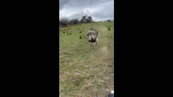 Ostrich relentlessly pursues dirt bike rider across open grassland in La Pampa, Argentina