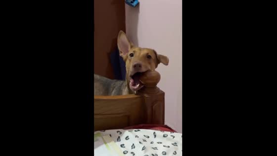 Confused canine: dog's reaction to сall a Mom