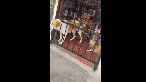 Dogs with pictures and names on store door in Villa El Salvador, Peru