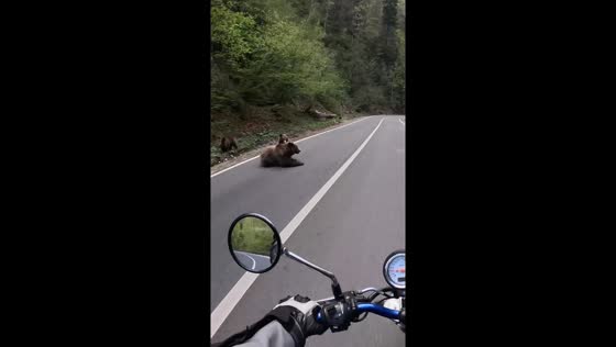 Mama bear and cubs lay on Transfagarasan Road