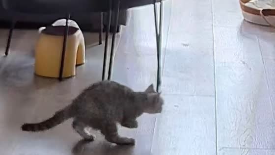 Cat walks on hind legs in Shaanxi, China