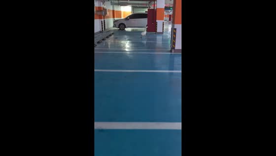 Goose leads a funny chase through an underground parking garage in Jiangsu, China
