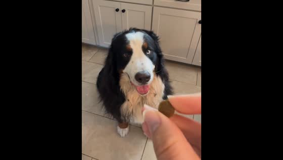 Two dogs snack catching attempt in Boston, USA