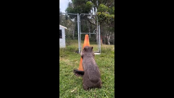 Wombat plays with traffic cone in New South Wales, Australia