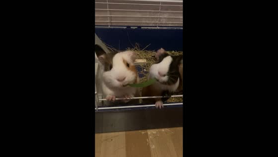 Guinea pigs hilariously tug-of-war over grass in Riga, Latvia