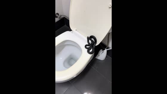 Snake found on toilet seat in Brisbane