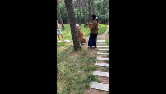 Dog refuses to go near tiger statue during park walk in Shandong, China