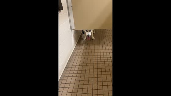 Husky stares at owner during bathroom moment in La Mirada, California, USA