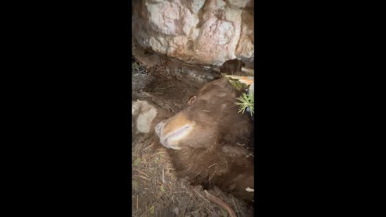 Close encounter with sedated black bear during conservation work in Utah, USA