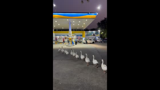 Ducks line up at petrol station in New Delhi, India