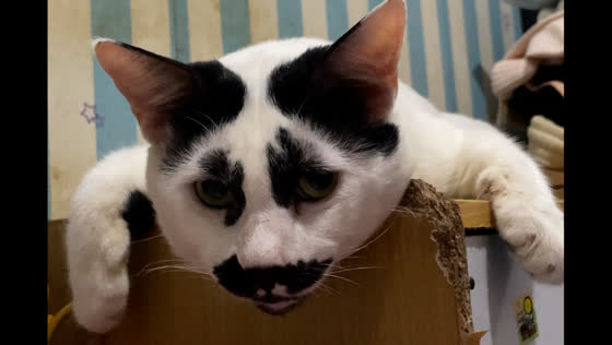 Unique-looking cat spotted relaxing in Jakarta